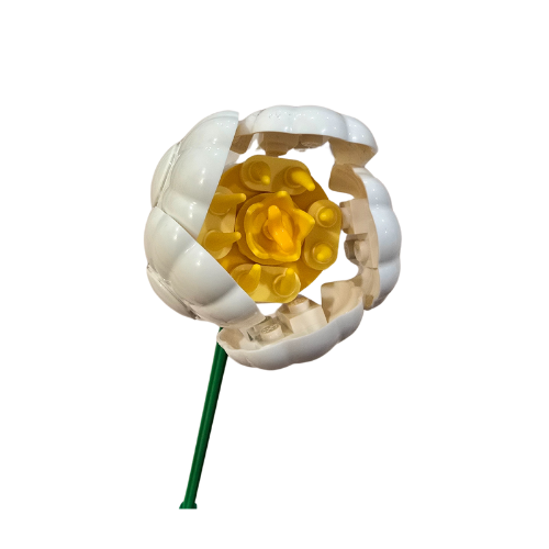 Petite White Peony