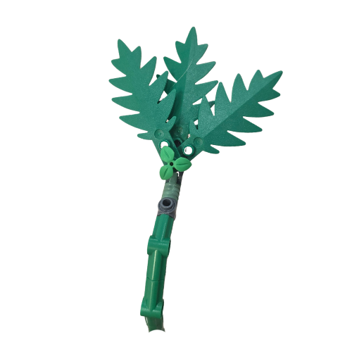 Petite Cleopatra Fern